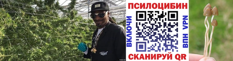 Галлюциногенные грибы Psilocybine cubensis  Ростов-на-Дону 
